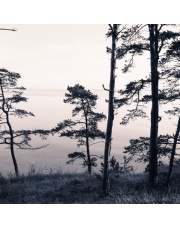 Fototapeta REBEL WALLS | Old Pine Trees